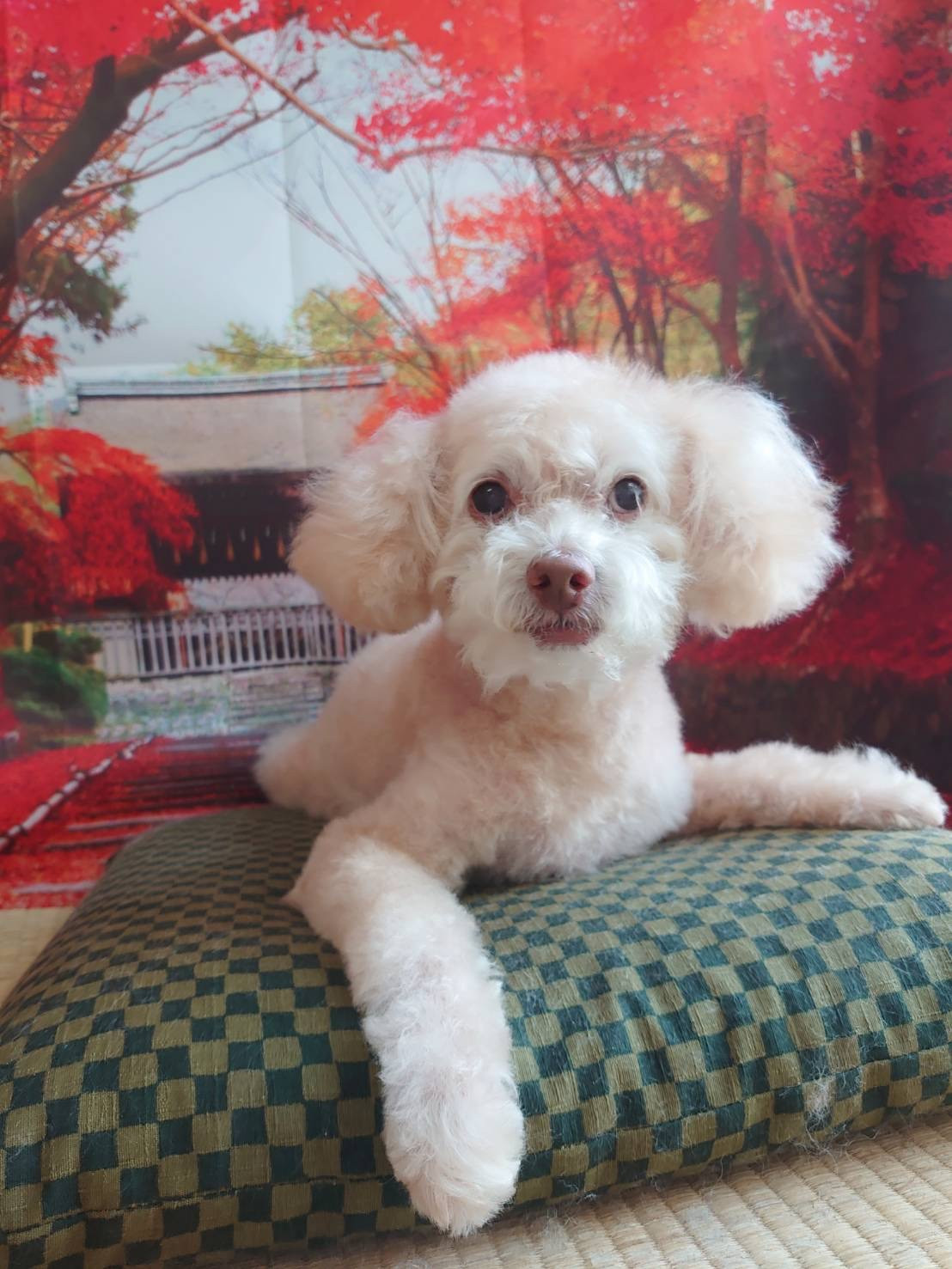 プードルのマロンちゃん トリミングコ ース