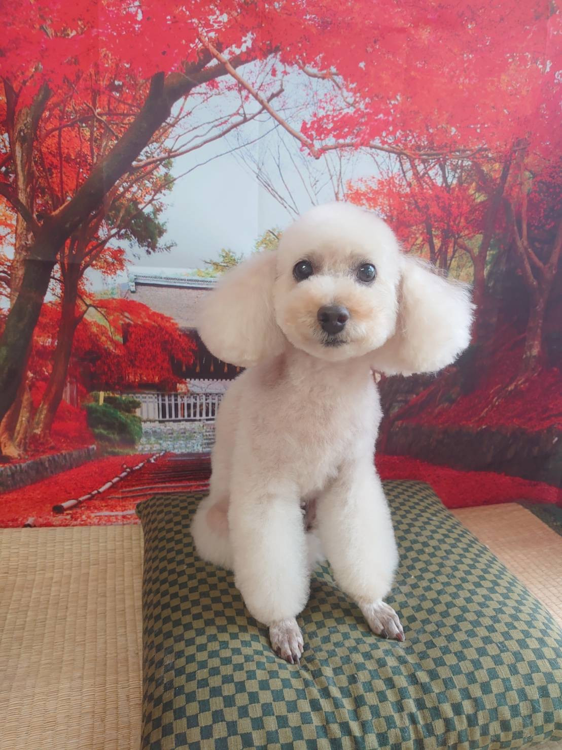 プードルのマロンちゃん トリミングコ ース