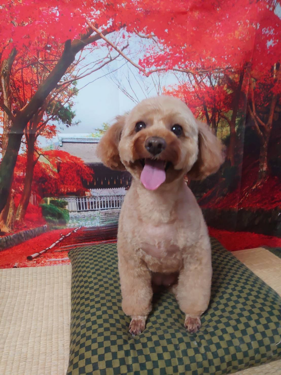 プードルのひめちゃん トリミングコース デンタル