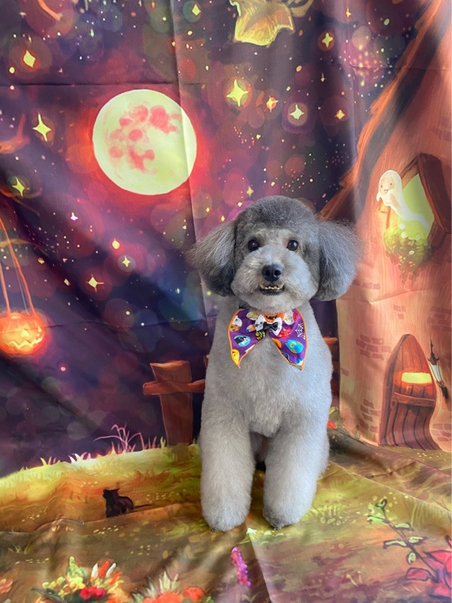 プードルのバロンちゃん トリミングコ ース