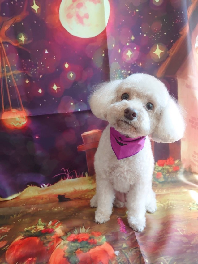 プードルのルルちゃん グルーミングコース 部分カット