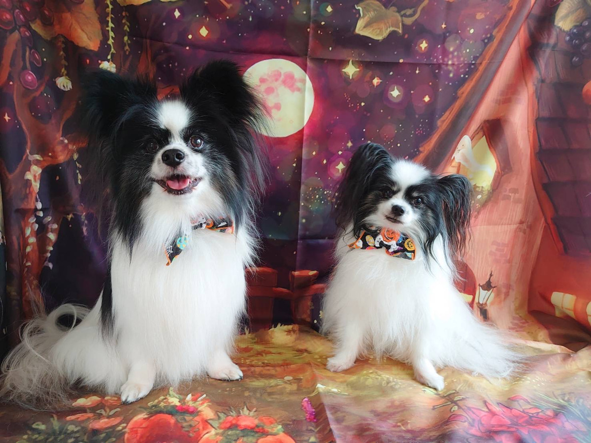 パピヨンの風太ちゃん&叶多ちゃん グルーミングコース 部分カット オプションコース