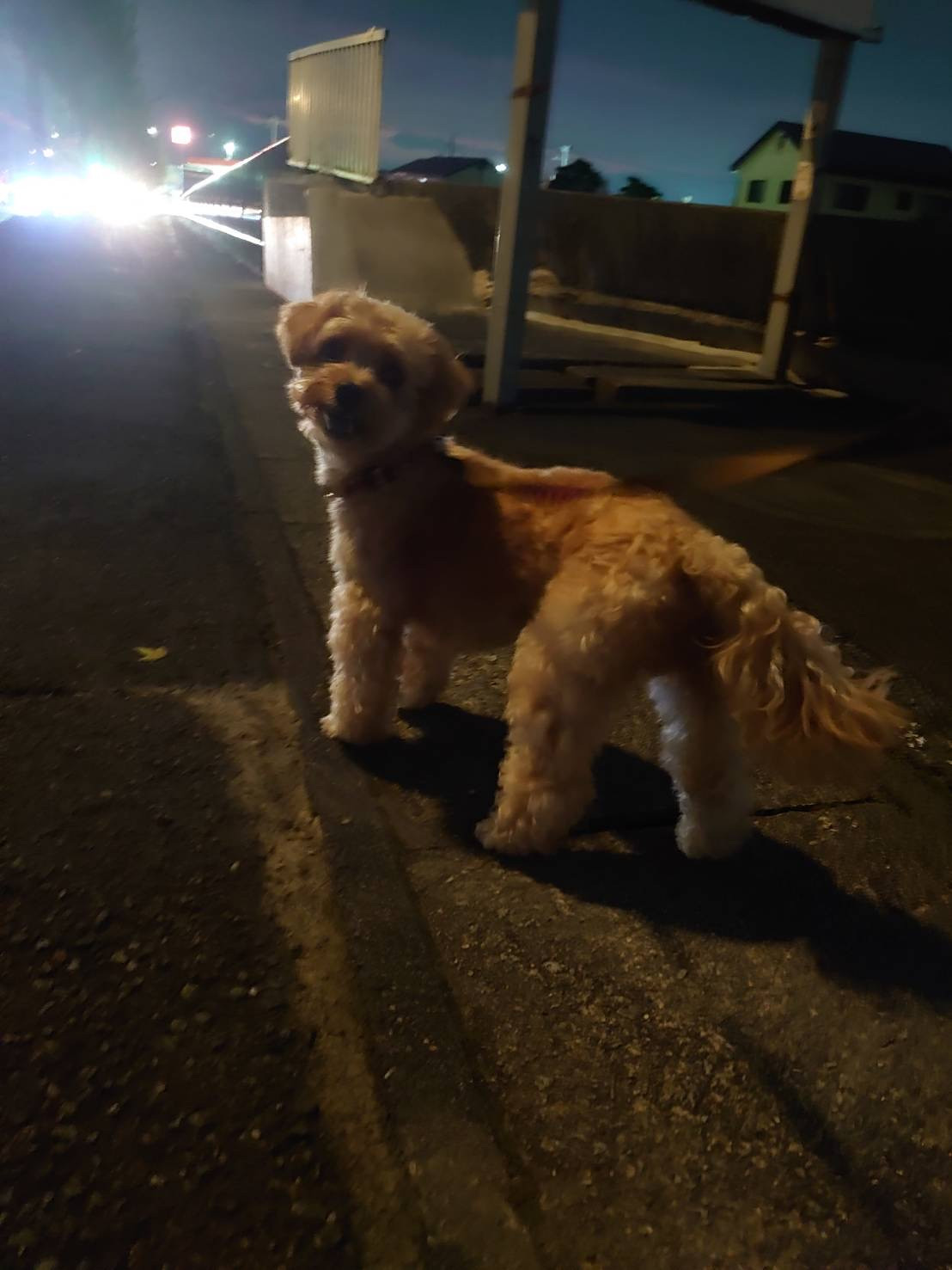 MIXのロンちゃん お泊まりの様子