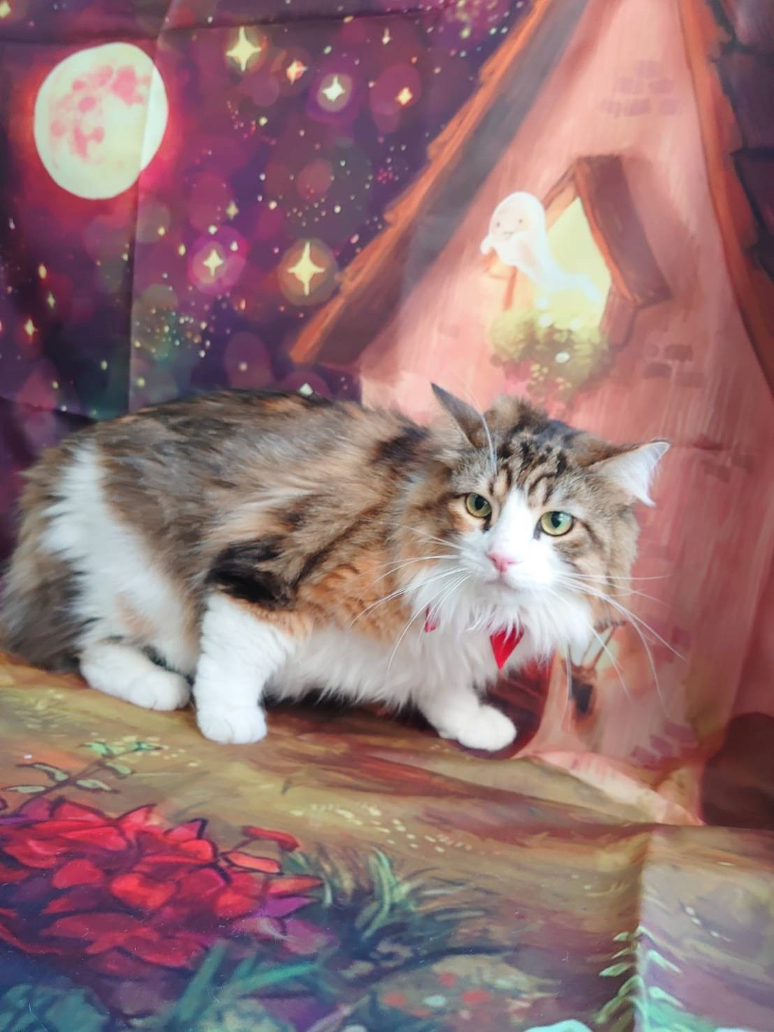 ノルウェージャンのミニョンちゃん お爪切り