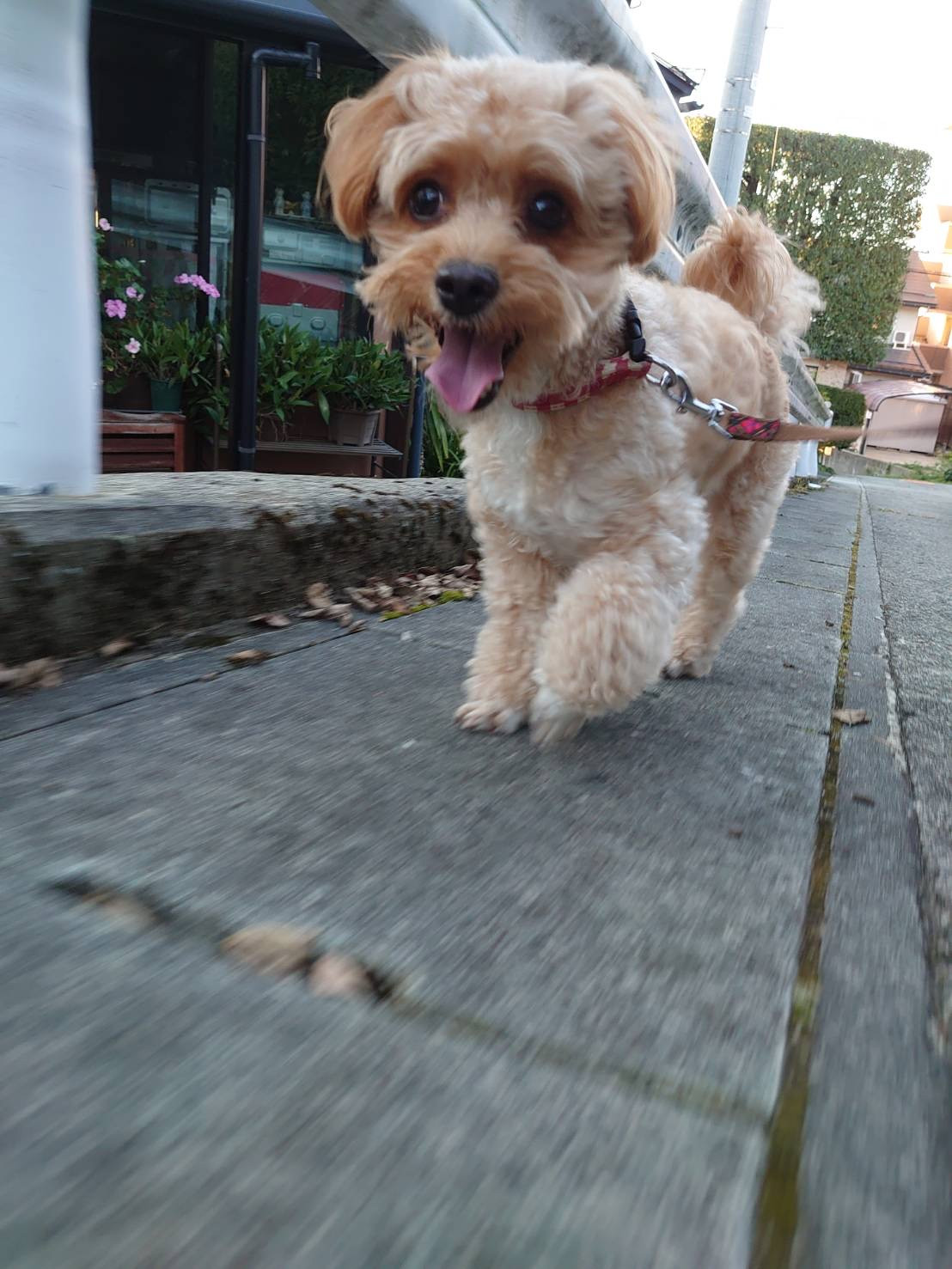 MIXのロンちゃん お泊まりの様子