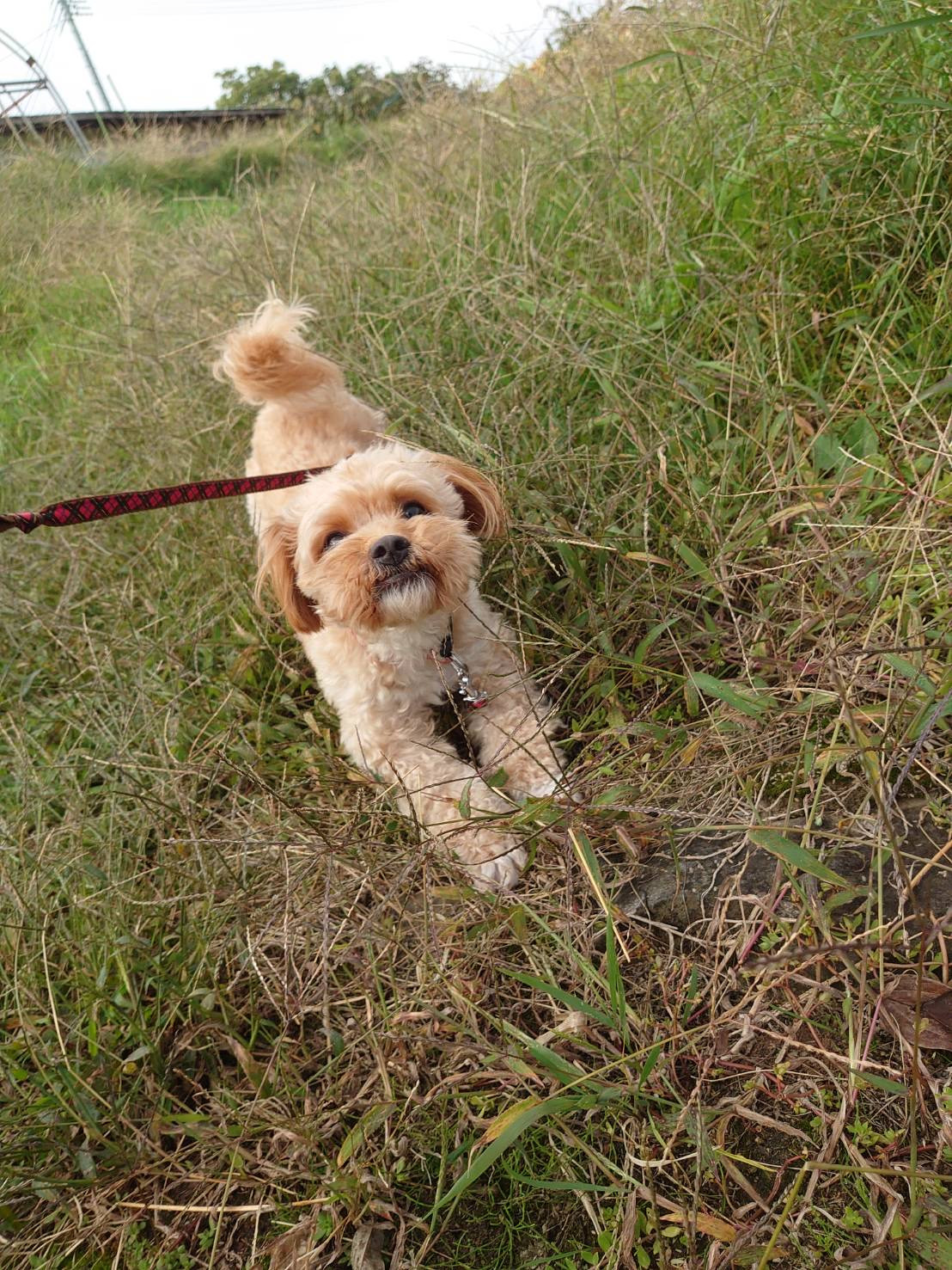 MIXのロンちゃん お泊まりの様子