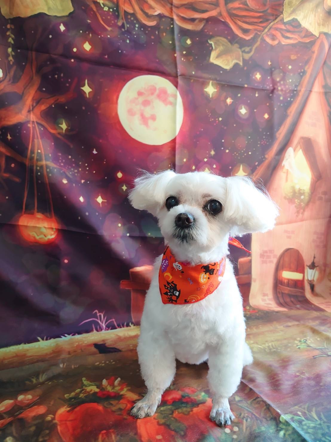 マルチーズのモモちゃん トリミングコ ース