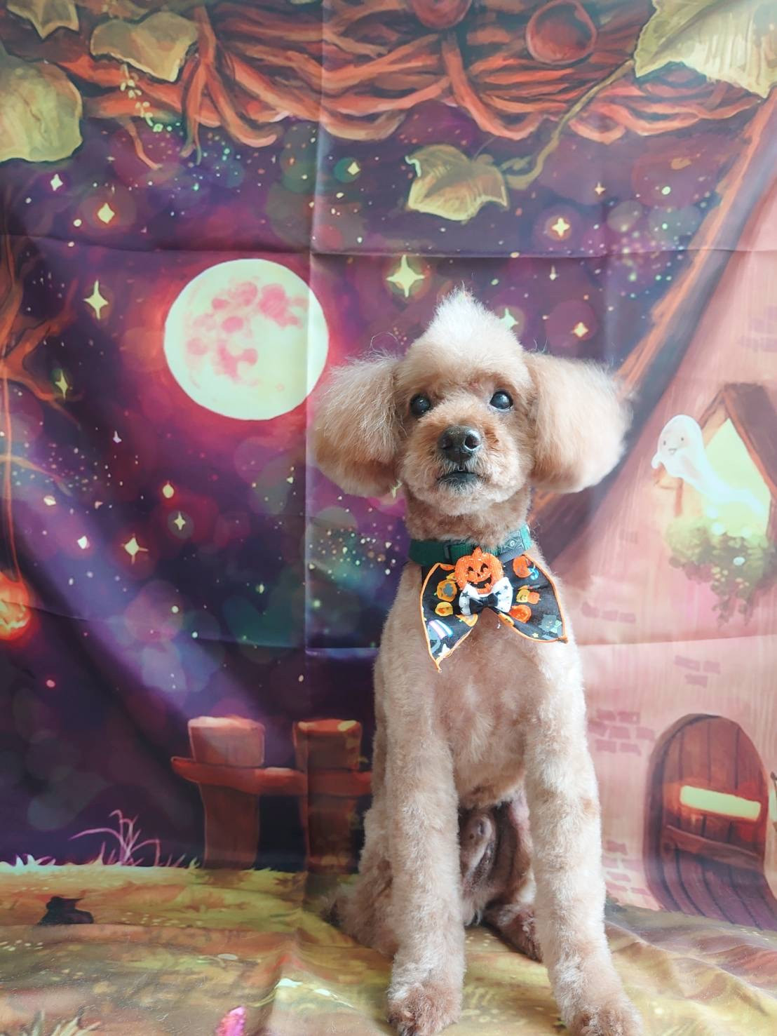 プードルのマロンちゃん トリミングコ ース