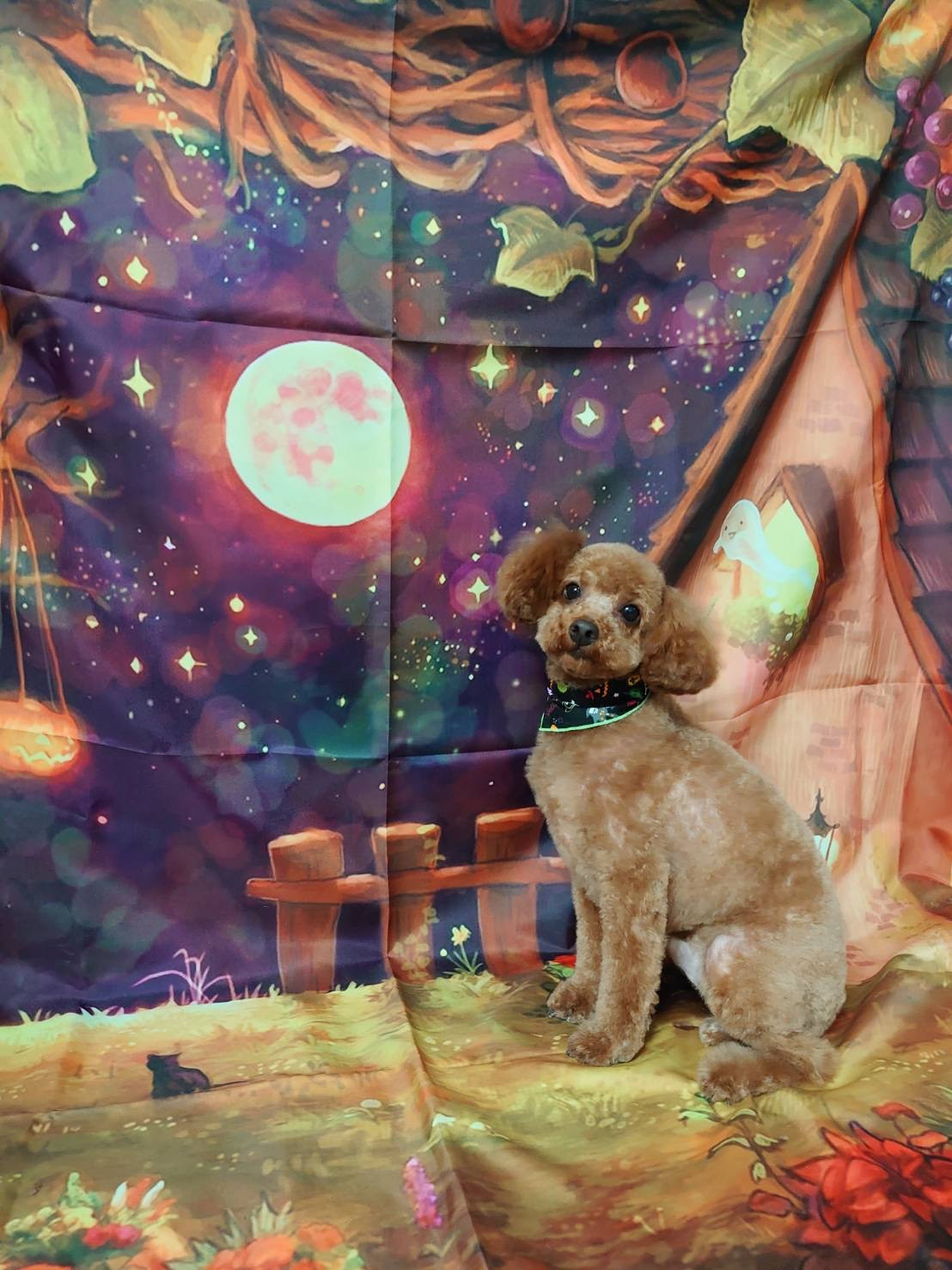 プードルのイヴちゃん トリミングコース