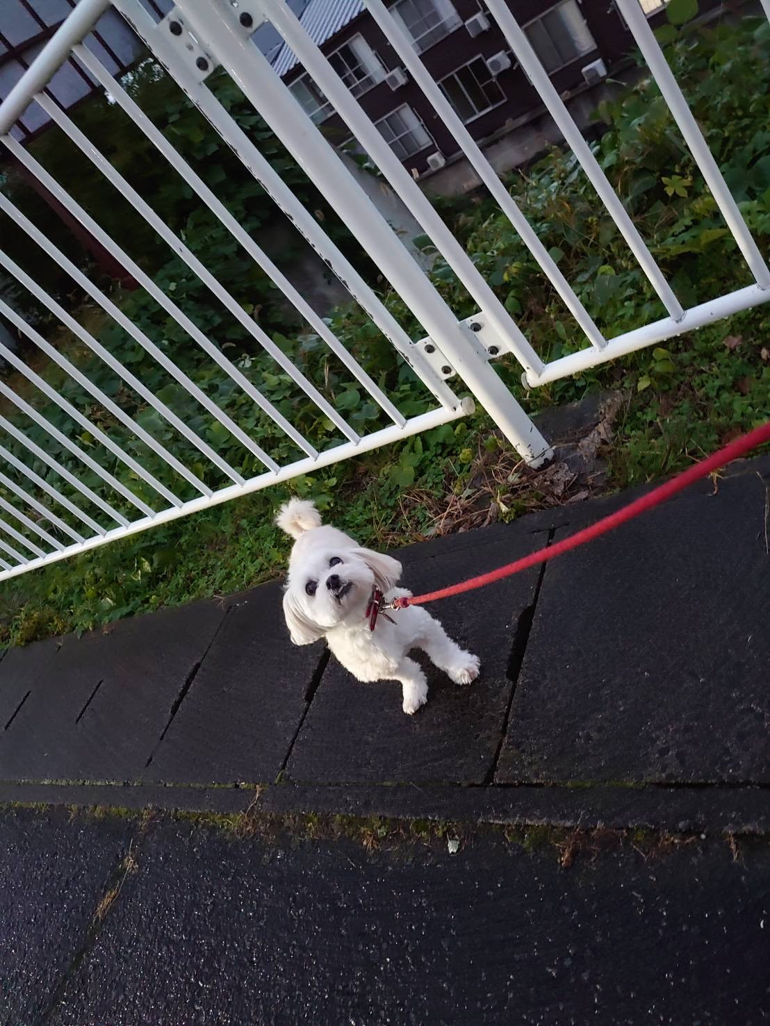 MIXのくっきーちゃん お泊まりの様子