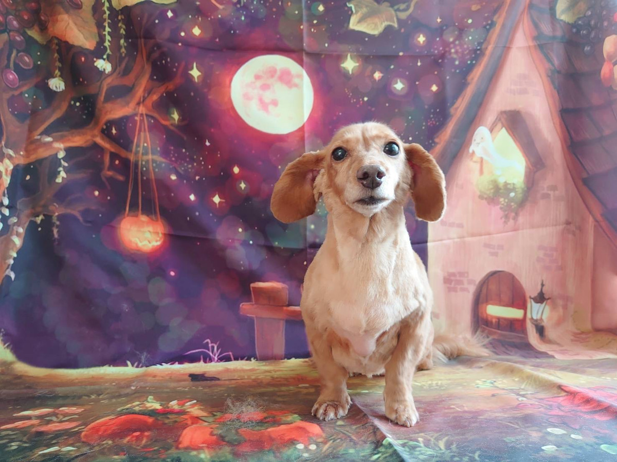 ダックスのコハルちゃん&カンナちゃん トリミングコース