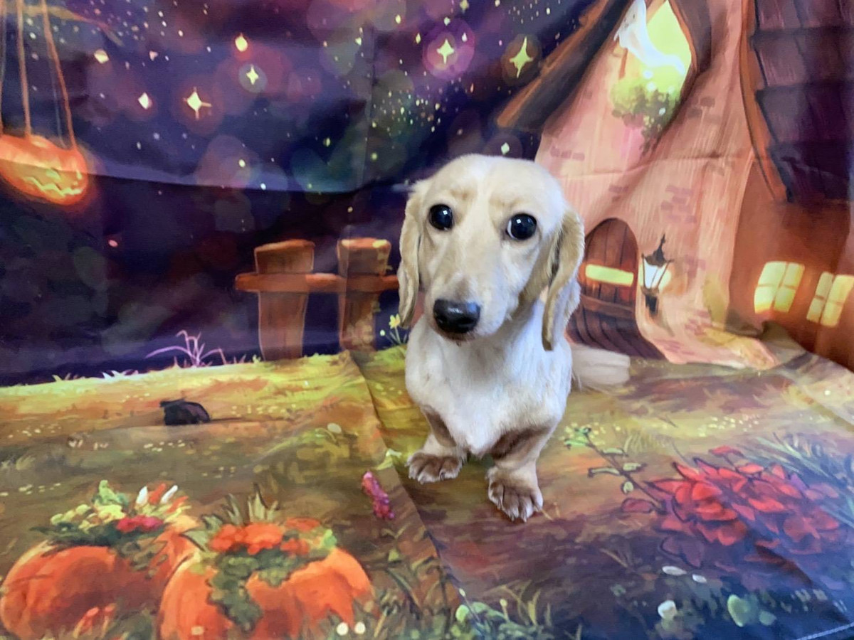 ダックスのコハルちゃん&カンナちゃん トリミングコース