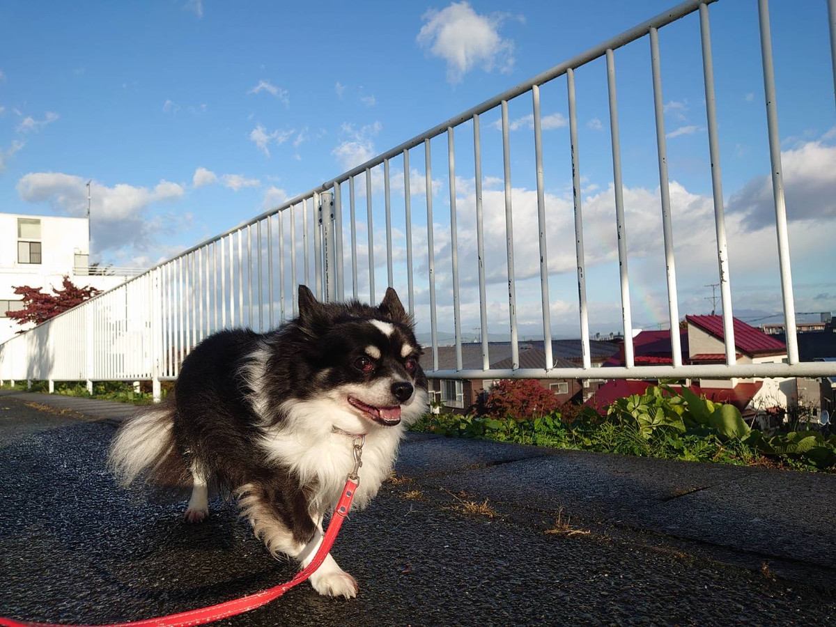 チワワのまるおちゃん お泊まりの様子