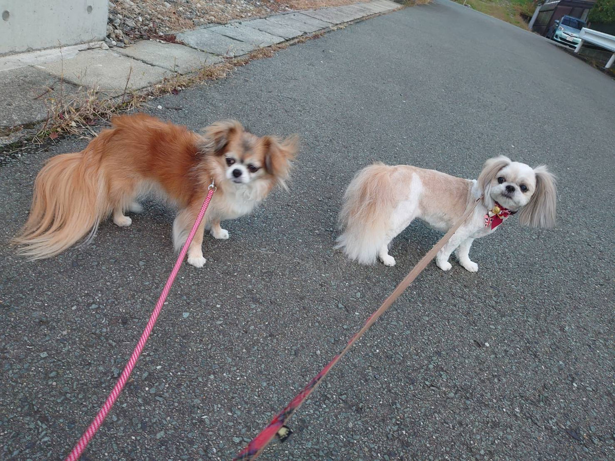 MIXのひかりちゃん&みらいちゃん お泊まりの様子