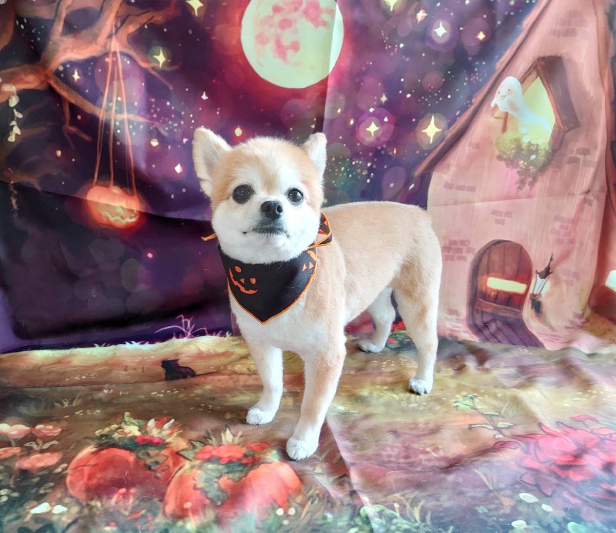 MIXの虎徹ちゃん トリミングコース