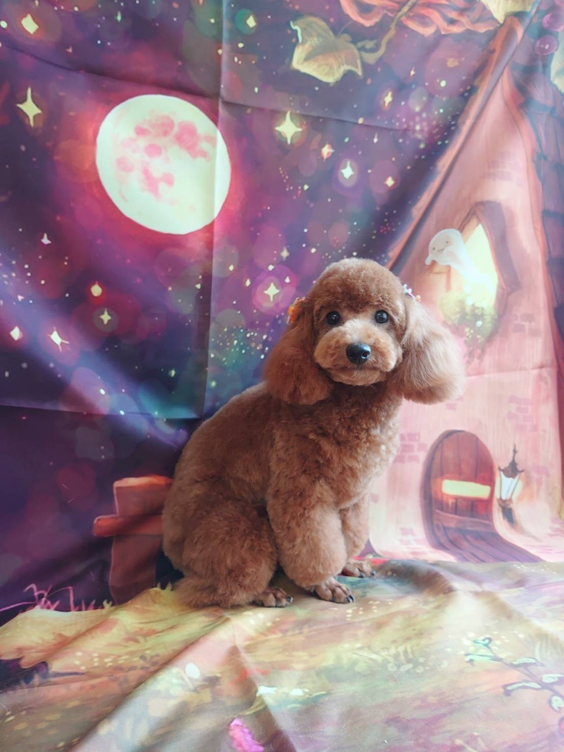 プードルの空ちゃん&ルナちゃん トリミングコース