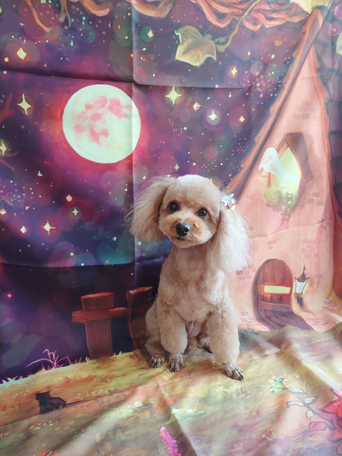 プードルの空ちゃん&ルナちゃん トリミングコース