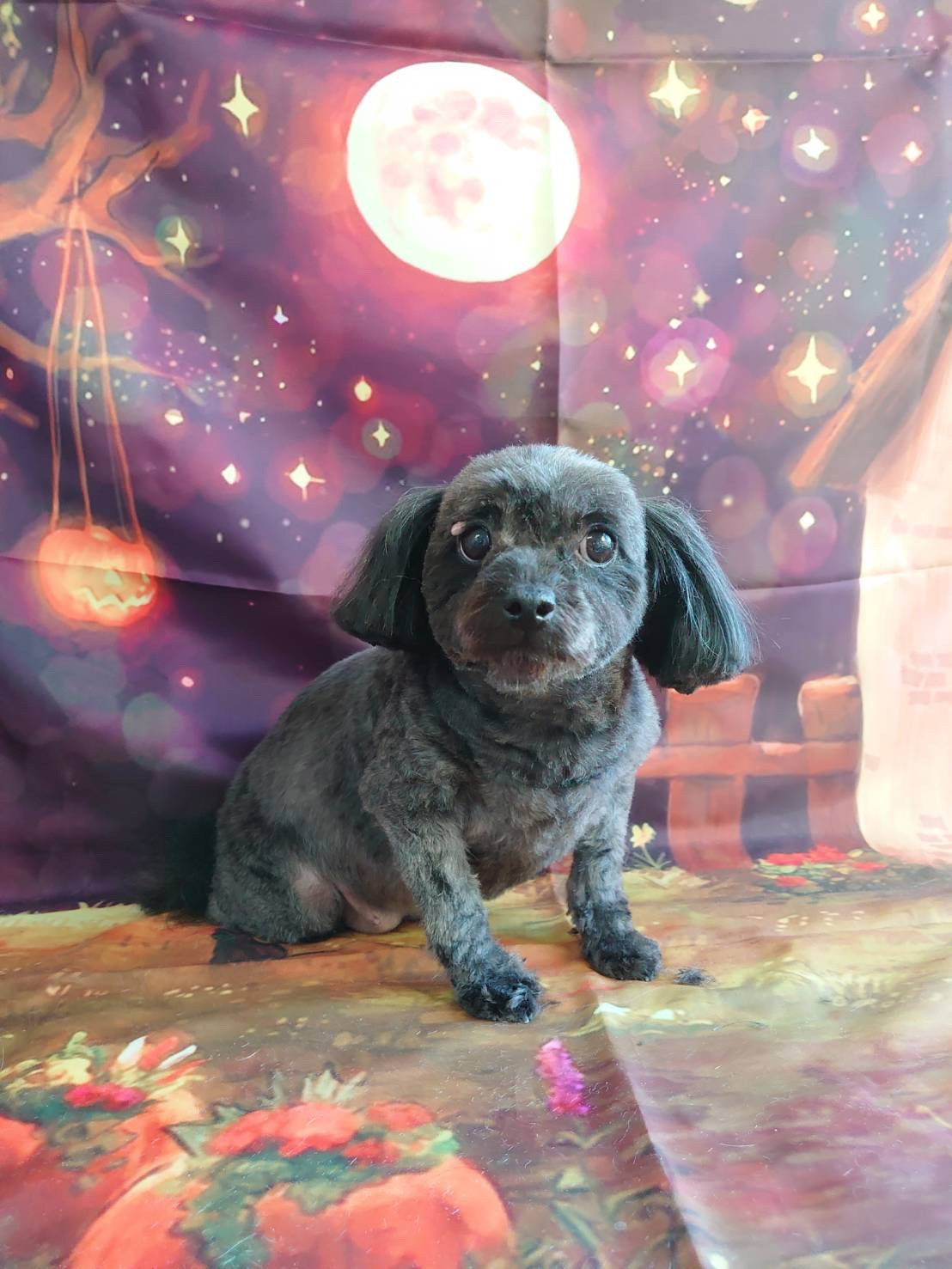 MIXのふぅちゃん トリミングコース