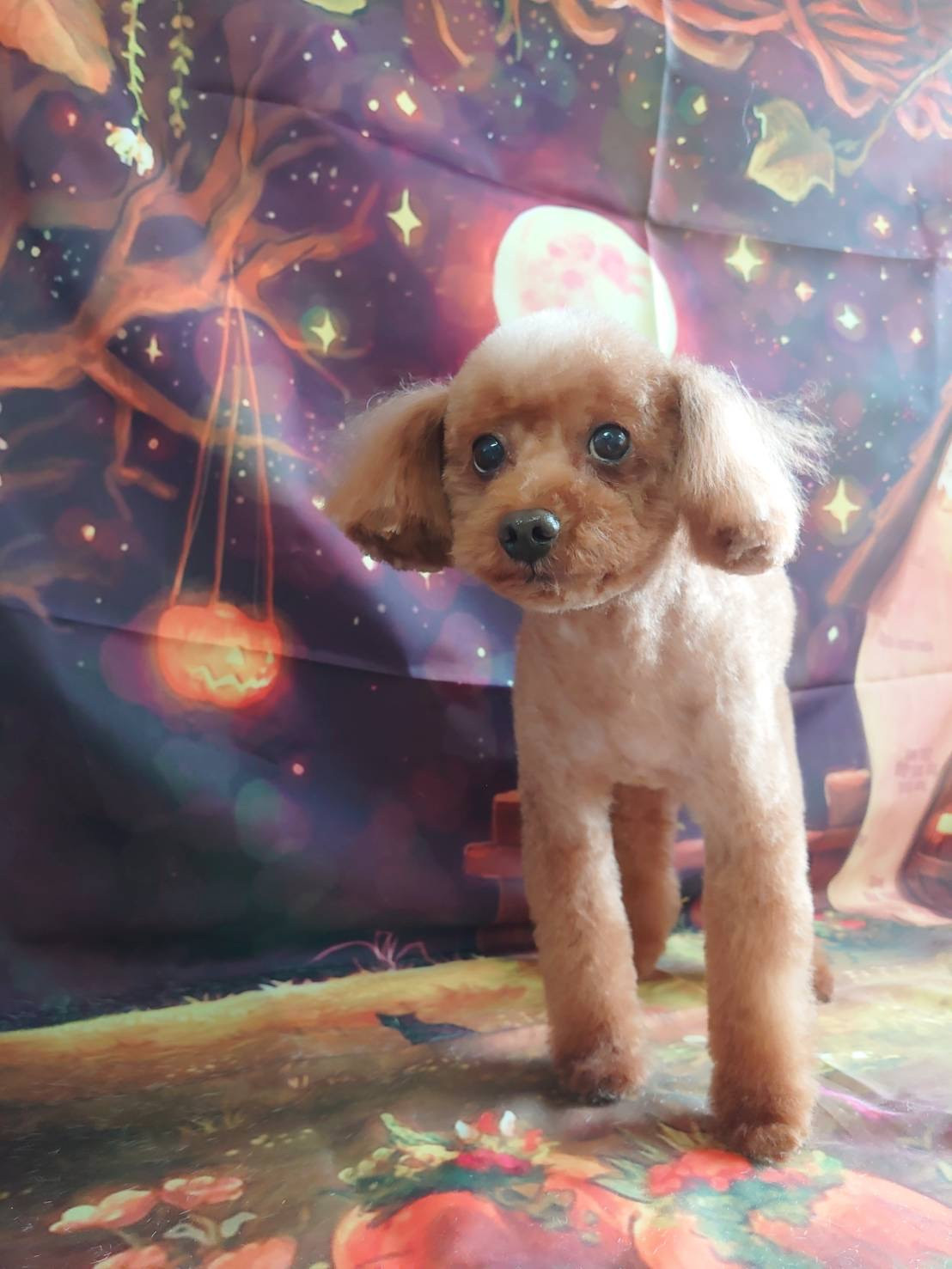 プードルのレオちゃん トリミングコース