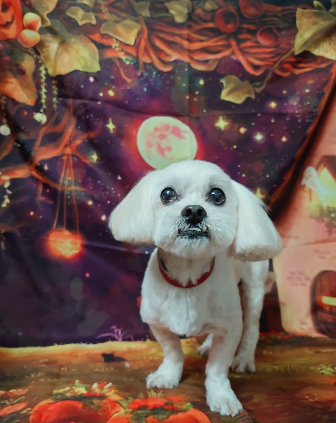 MIXのくっきーちゃん トリミングコース