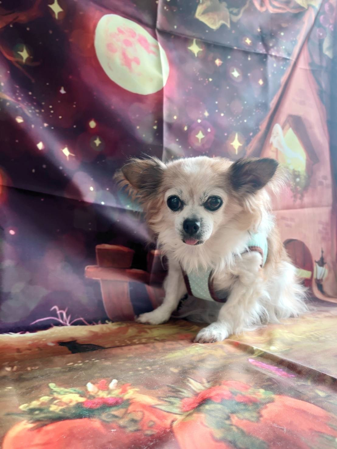 チワワのはっぴぃちゃん お爪切り