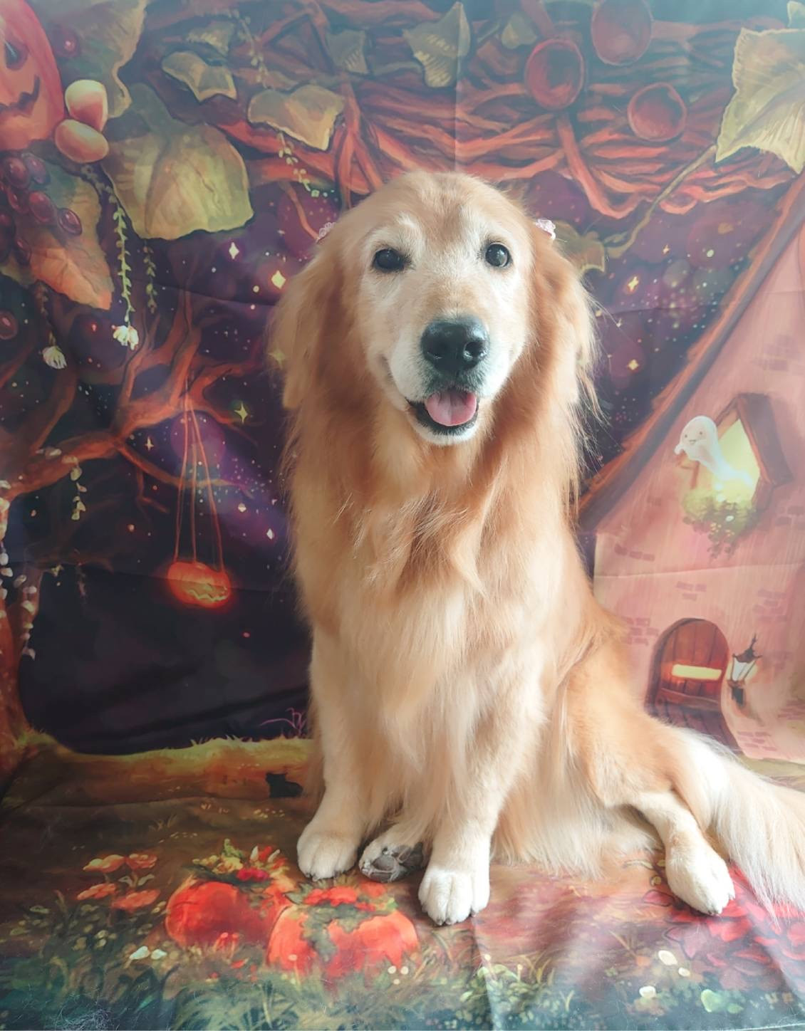 ゴールデンのマルちゃん グルーミングコース