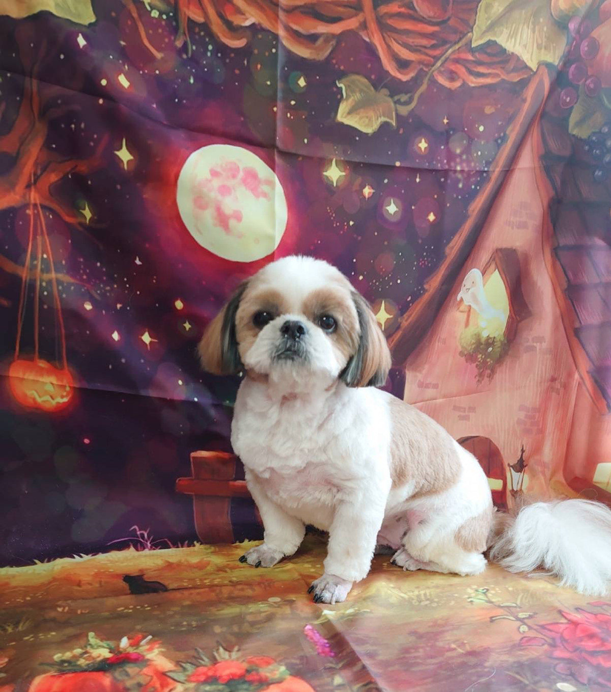 シーズーの空太ちゃん トリミングコース