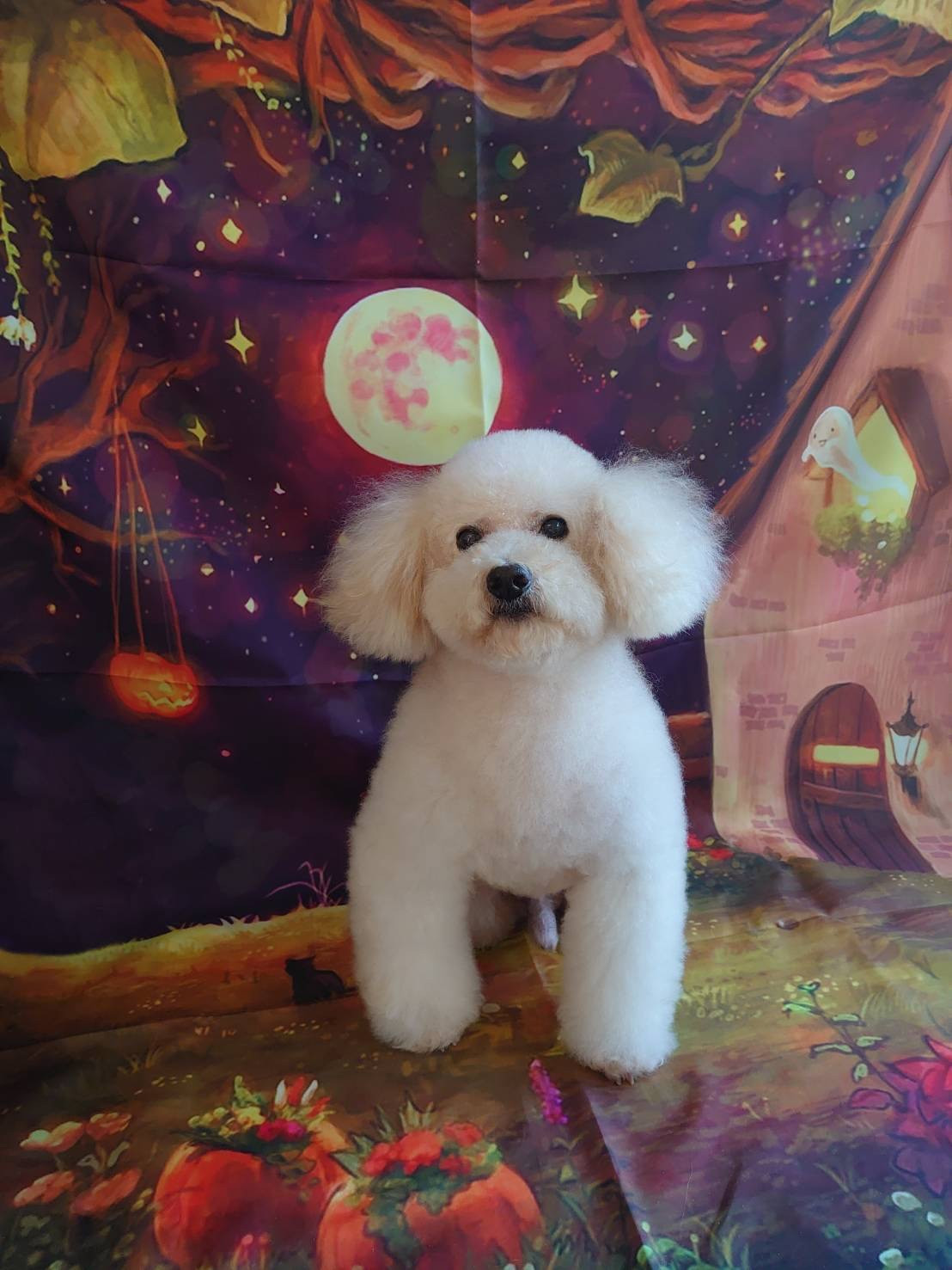 プードルのりゅうちゃん シャンプーコ ース