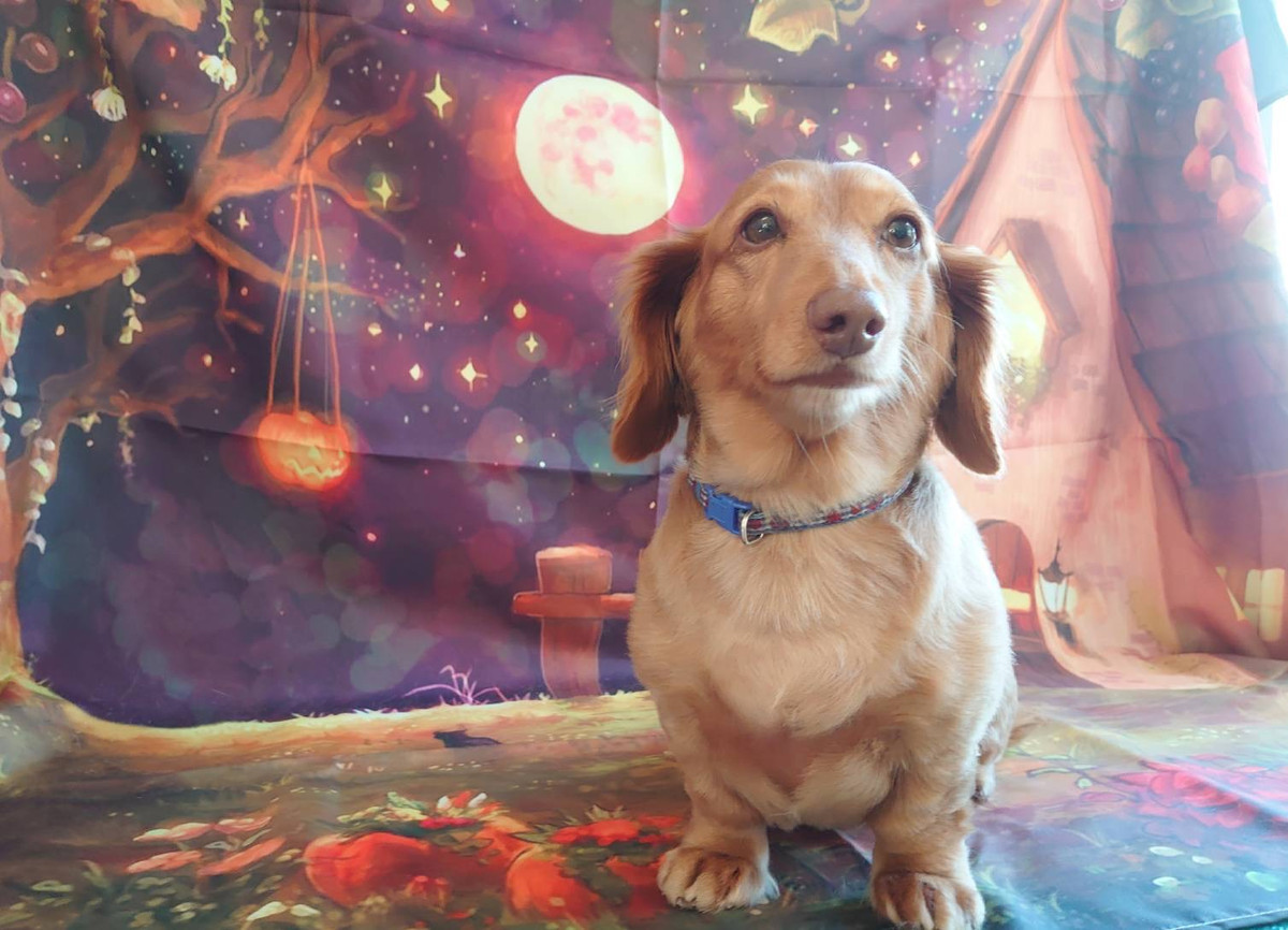 ダックスのコタローちゃん 肛門腺絞り