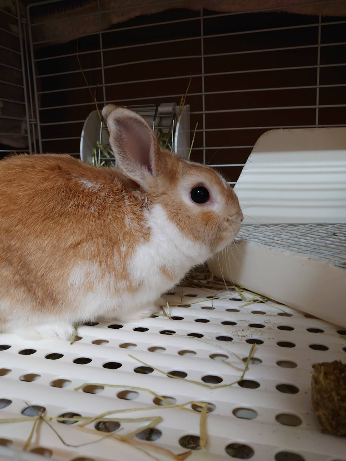 うさぎのぽぽちゃん&めめちゃん お泊まりの様子