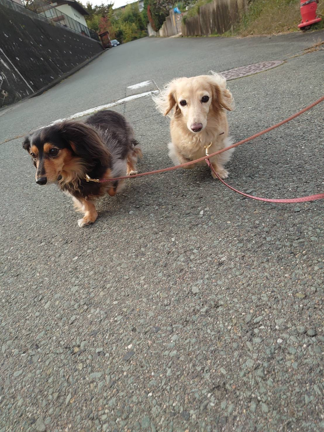 ダックスのクッキーちゃん&ミルクちゃん お泊まりの様子
