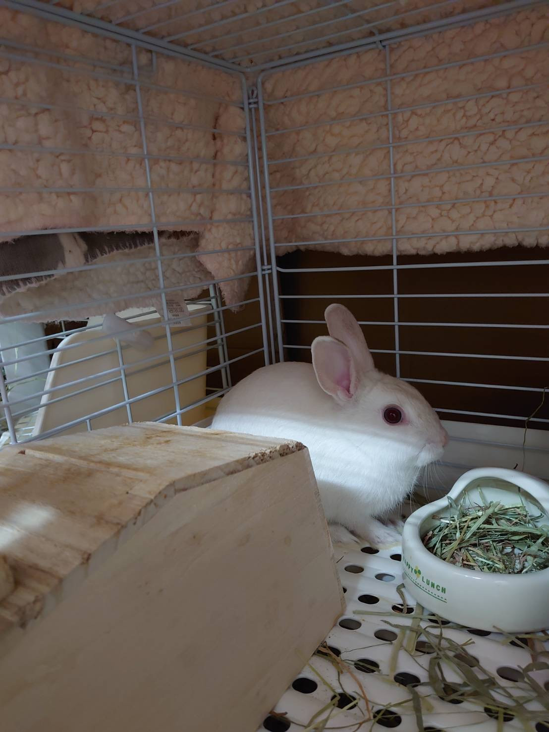 うさぎのぽぽちゃん&めめちゃん お泊まりの様子