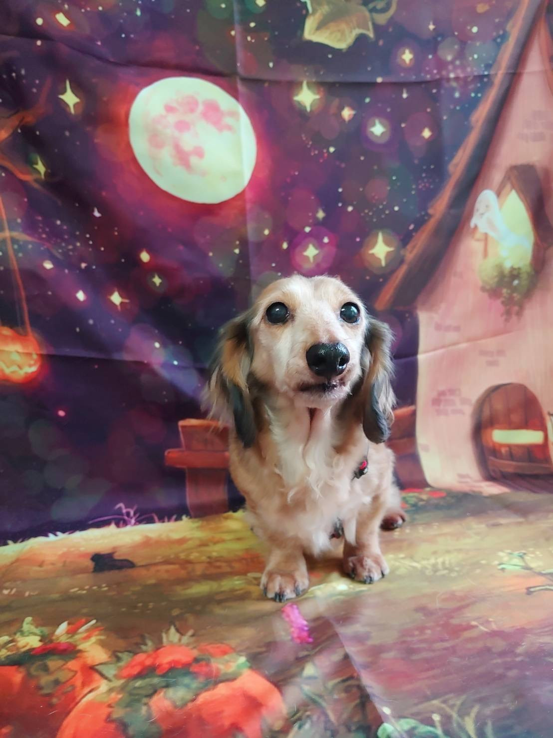 ダックスのリリィちゃん オプションコース 部分カット