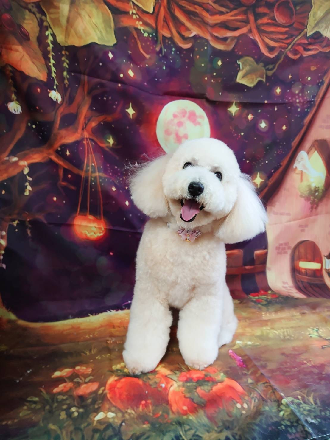 プードルの空ちゃん グルーミングコース 部分カット