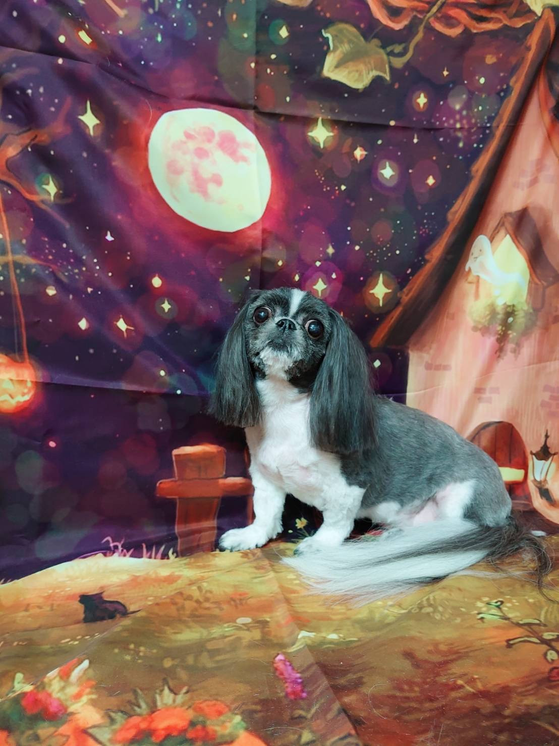 シーズーのももこちゃん トリミングコ ース