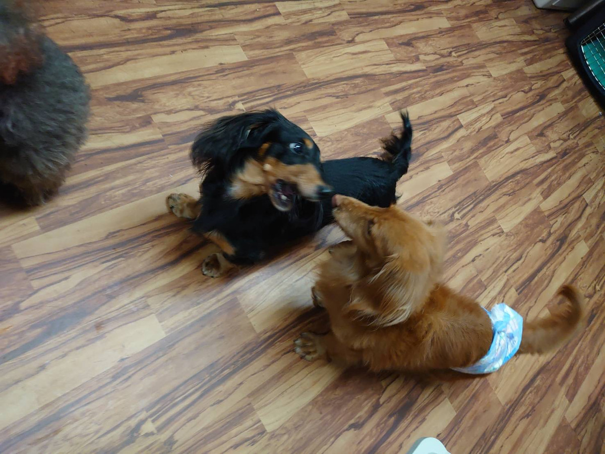 ダックスのマロンちゃん お泊まりの様子