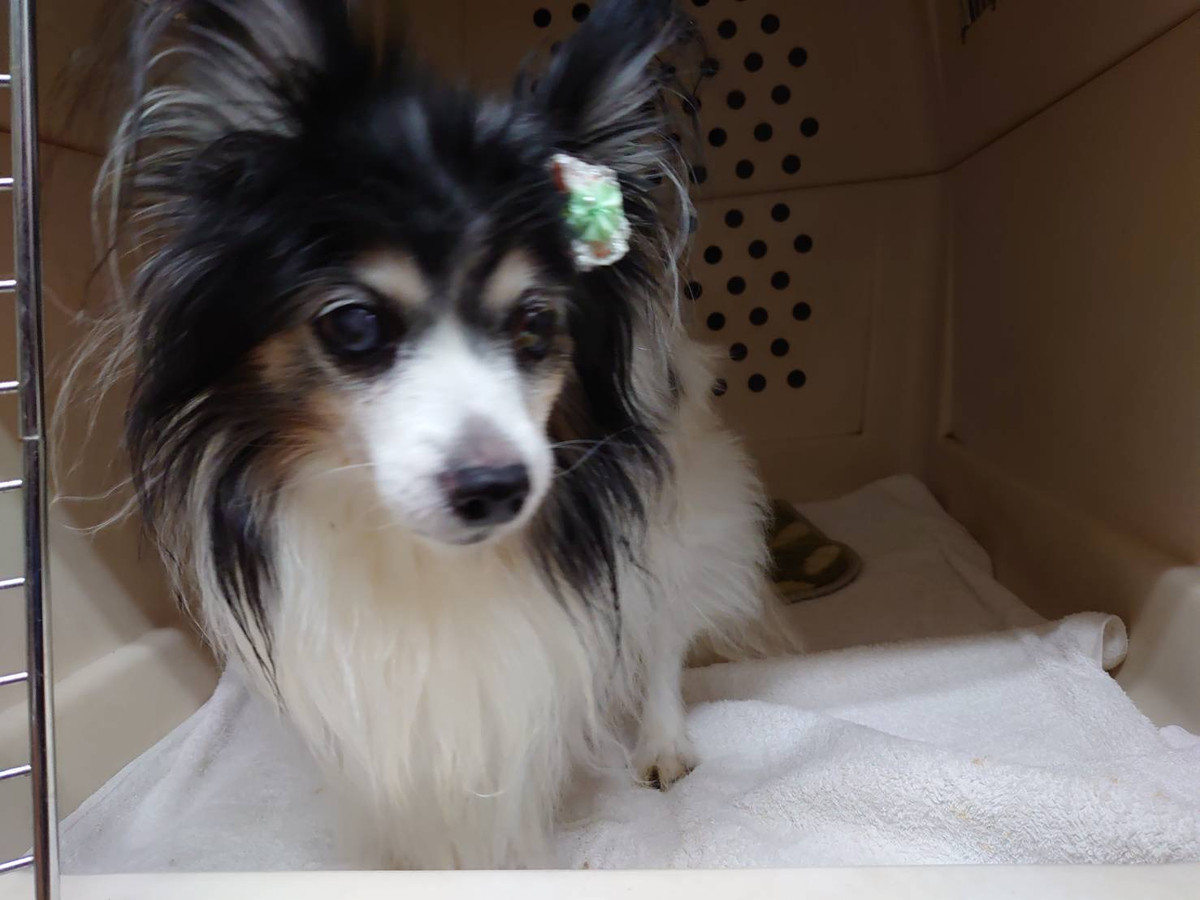 パピヨンのゆきちゃん お泊まりの様子