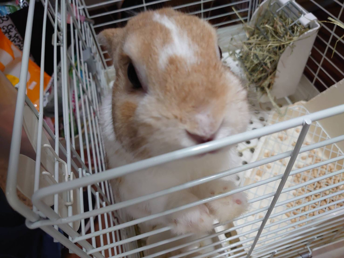 うさぎのぽぽちゃん&めめちゃん お泊まりの様子