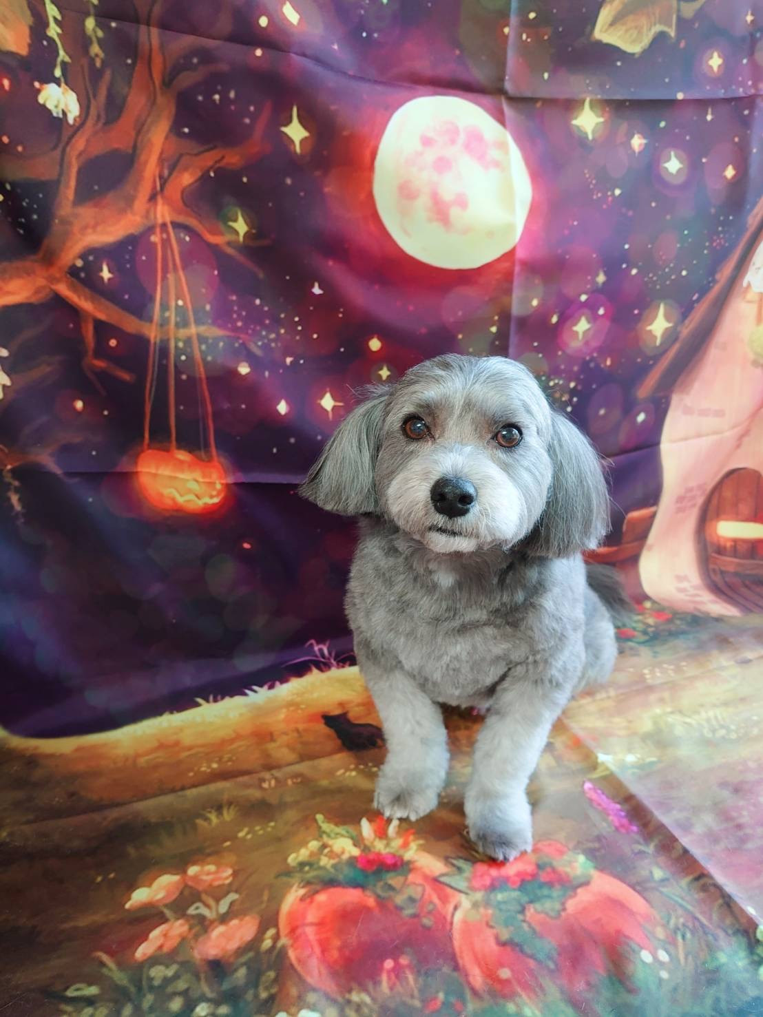 MIXのLUNAちゃん トリミングコース