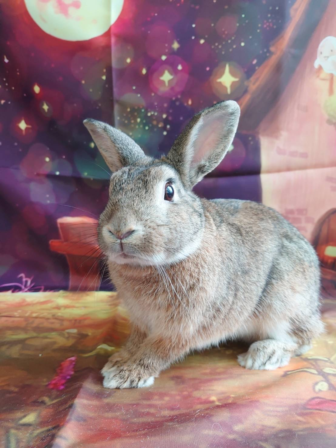 うさぎのピーターちゃん お爪切り