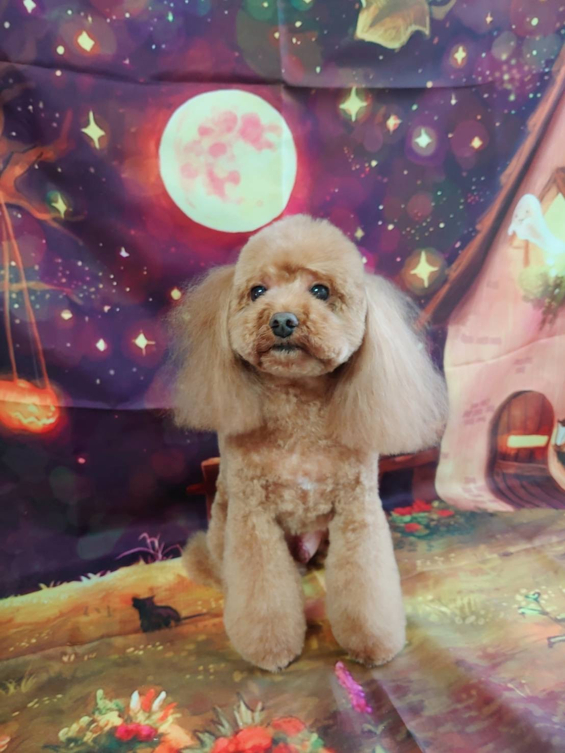 プードルのポップちゃん&ペリーちゃん トリミングコース