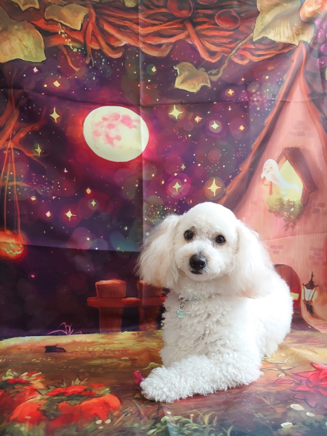 プードルのピノちゃん お爪切り 部分カ ット