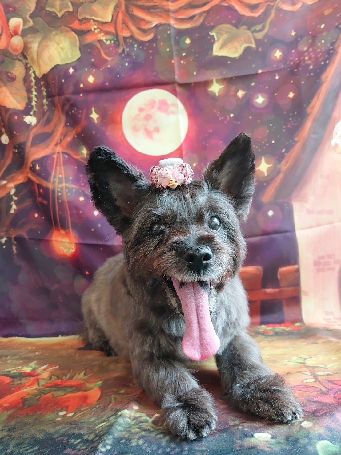 ケアーンのモモちゃん トリミングコース