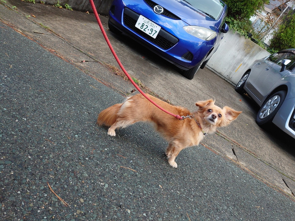 チワワ×ダックスのメルちゃん お泊まりの様子