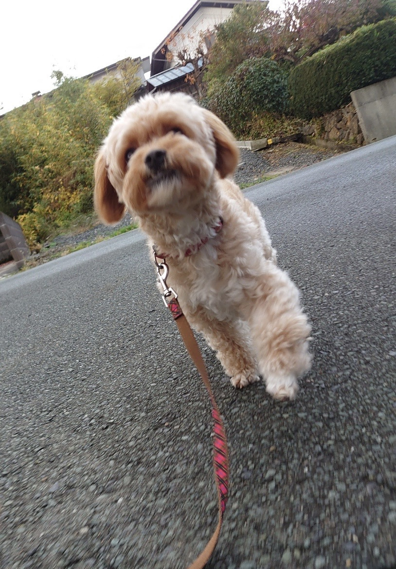 MIXのロンちゃん お泊まりの様子