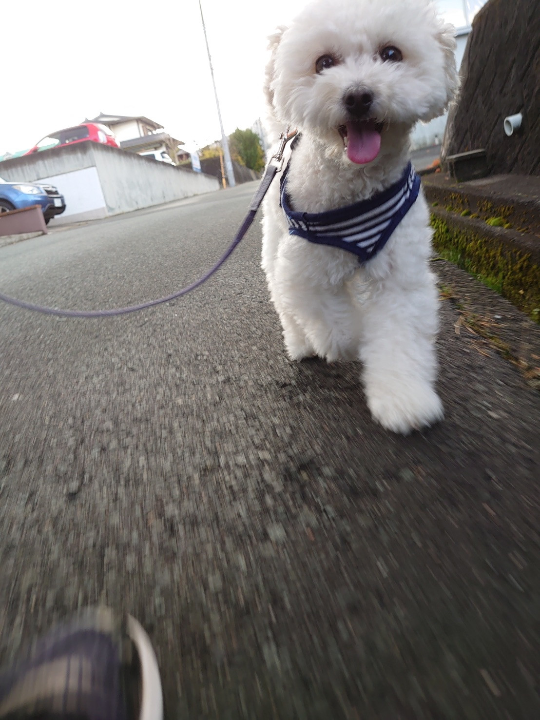 プードルの白玉ちゃん お泊まりの様子