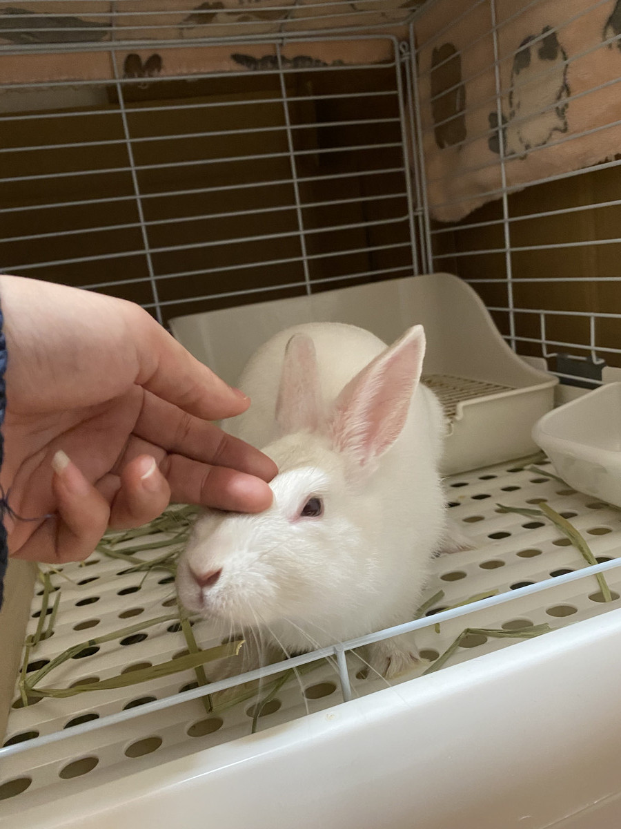 うさぎのぽぽちゃん&めめちゃん お泊まりの様子