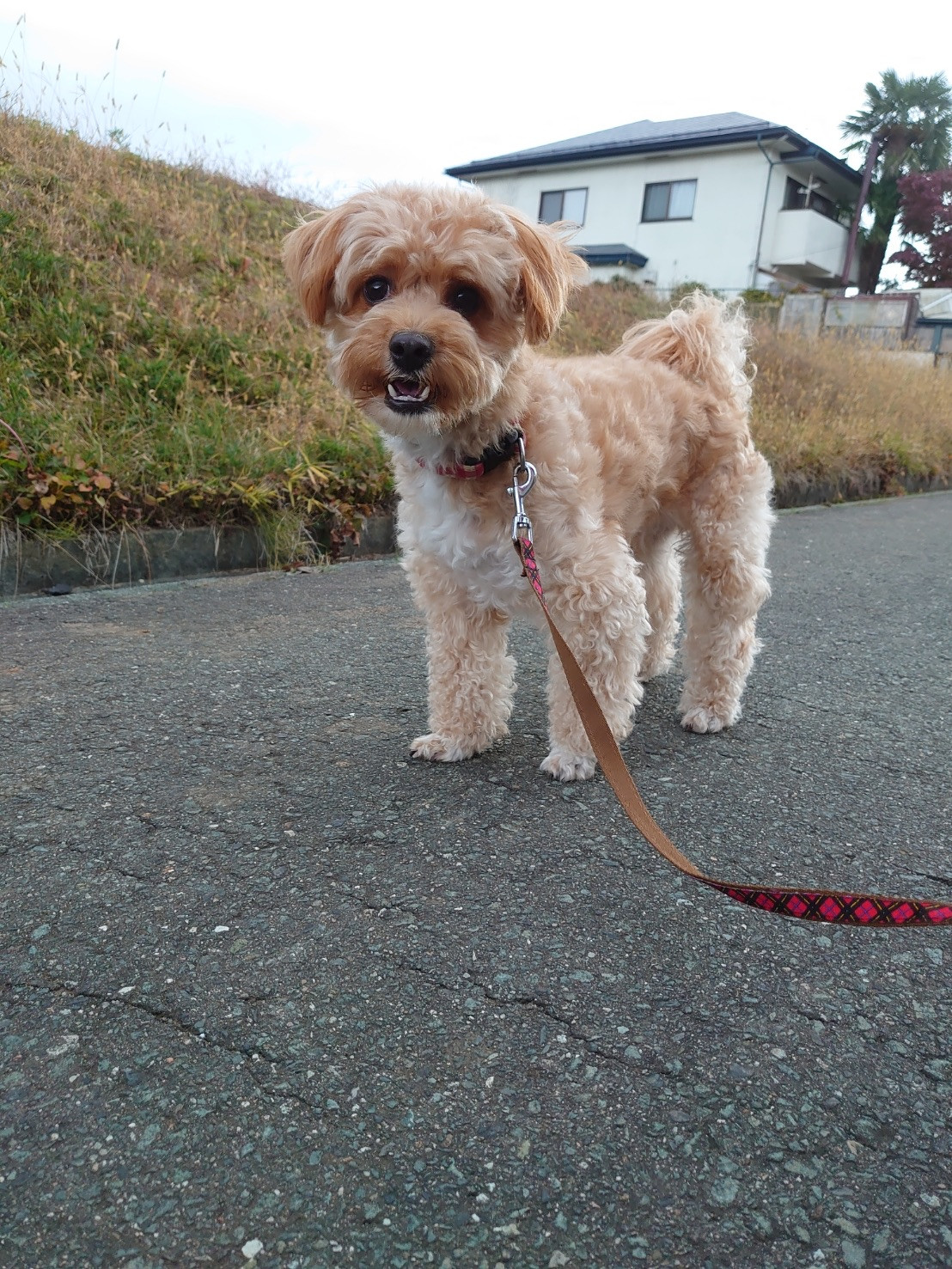 MIXのロンちゃん お泊まりの様子