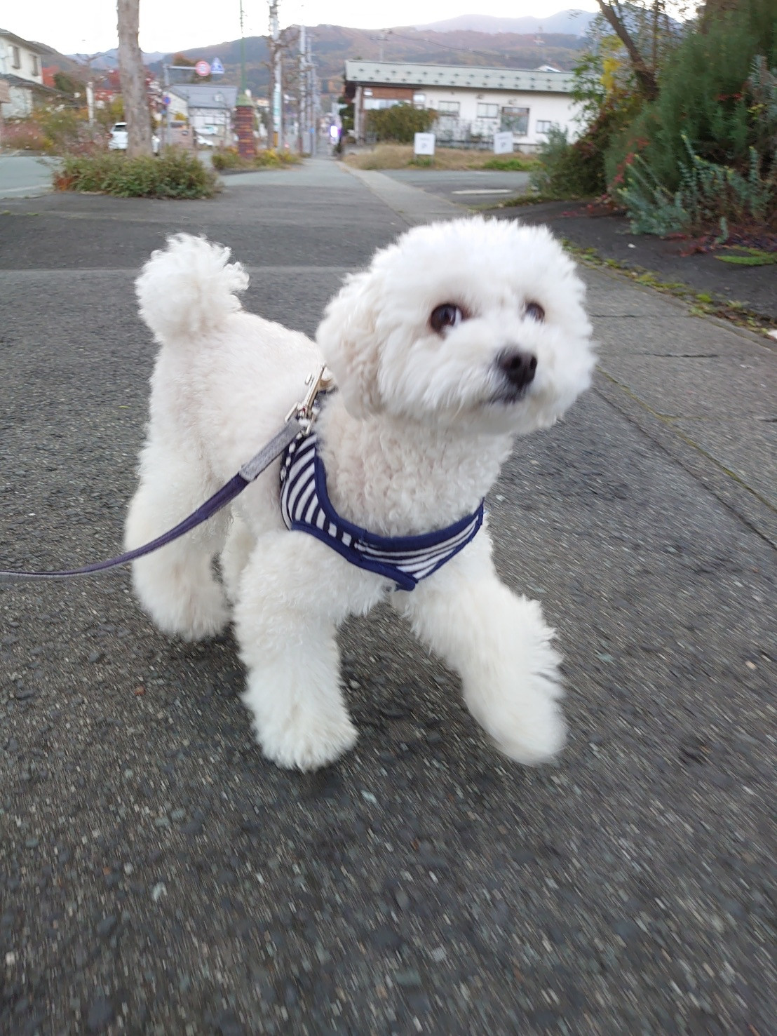 プードルの白玉ちゃん お泊まりの様子