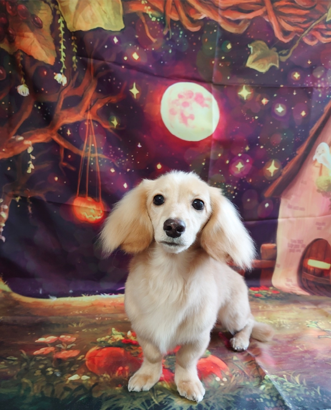 ダックスのフランちゃん グルーミングコース 部分カット